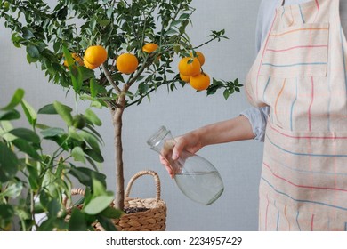 woman waters takes care of orange tree in wicker basket. citrus fruits grow on branches. ripe fruits of orange tangerines. fresh fruits grown at home. plant care  - Shutterstock ID 2234957429