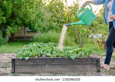 Woman Waters Vegetable Garden With Watering Can