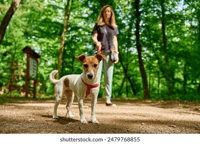 Woman wearing casual clothes walks her Jack Russell terrier dog in summer park. Dog is wearing red harness. Cute pet at morning walking - Powered by Shutterstock