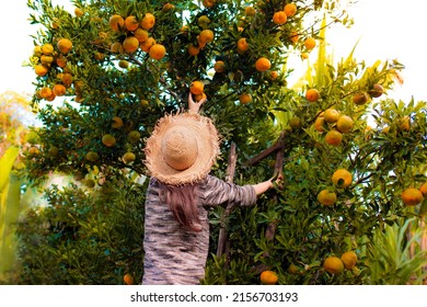 Woman wearing hat and picking tangerine from tree.  Working on the fruit harvest