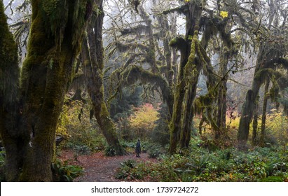 Woman Wearing Poncho Stands In Hoh Rainforest, Olympic National Park, WA, USA. Concept Of Solo Female Traveler.