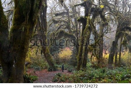 Woman wearing poncho stands in Hoh Rainforest, Olympic National Park, WA, USA. Concept of solo female traveler.