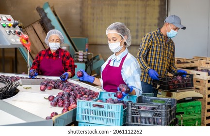 Woman Wearing Protective Face Mask Working On Producing Sorting Line At Fruit Warehouse, Preparing Harvested Plums For Packaging. Concept Of Work In Context Of Coronavirus Pandemic