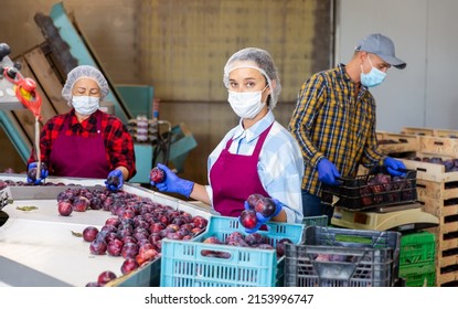 Woman Wearing Protective Face Mask Working On Producing Sorting Line At Fruit Warehouse, Preparing Harvested Plums For Packaging. Concept Of Work In Context Of Coronavirus Pandemic