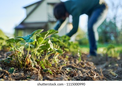 Woman weeding the strawberry beds  in the garden with a country house on the background at springtime             
