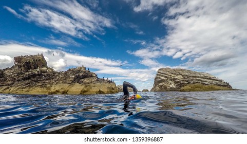 Woman Wetsuit Wild Swim In Front Of Sea Birds