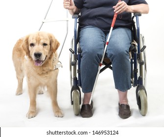 Woman In Wheelchair With Guide Dog Isolated On White