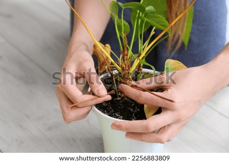 Woman with wilted houseplant at home, closeup