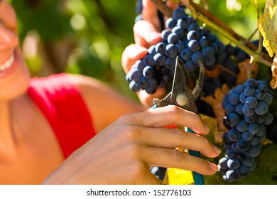 Woman Winemaker Picking Grapes With Shear At Harvest Time In The Sunshine