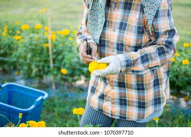 woman worker or gardener keeping marigold flower in garden. subject is blurred. - Shutterstock ID 1070397710