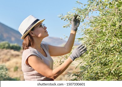 Woman worker inspecting olive trees in the mountains, eco olive farm, sunny autumn day - Powered by Shutterstock