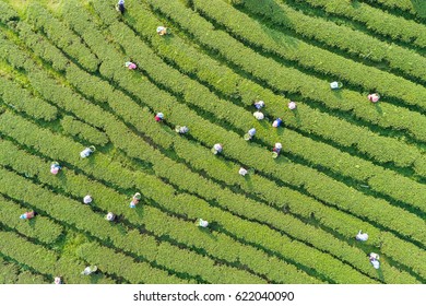 Woman Worker Picking Tea Leaves At A Tea Plantation In North Of Thailand. Aerial View From Flying Drone