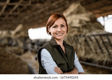 Woman Worker Standing On Diary Farm, Agriculture Industry.