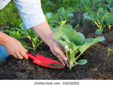 woman working in the garden. Planting of cabbage. - Powered by Shutterstock