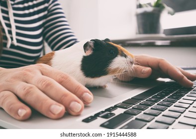 Woman working with laptop and little guinea pig sitting near her