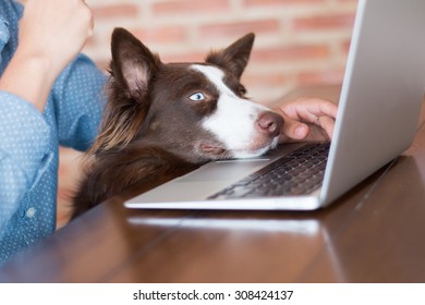 A woman working on her computer at her house with her dog looking at the screen of her laptop really interested.