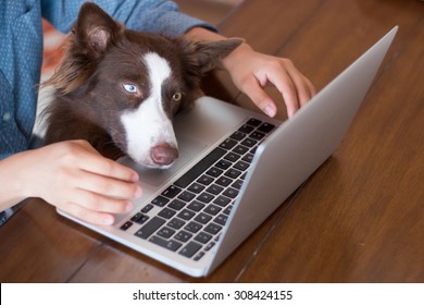 A Woman Working On Her Computer At On A Wooden Table With Her Dog Looking At The Screen Of Her Laptop Really Interested