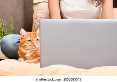 Woman Working On Laptop In Bed, Ginger Cat Is Watching Nearby, Teleworking Concept