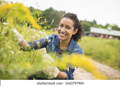 Woman working on an organic farm. Wearing gloves.s Admiring tall flowering plants. - Shutterstock ID 1663797904