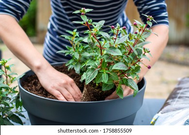 Woman Working Outside In A Garden Planting Young Flower Plants In A Planter. Woman's Hands Plant Out Flowering Plant. Replanting / Putting Plants In Grey Container Pot