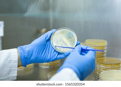 Woman Working With Petri Dishes In The Lab. Looking For Coronavirus Vaccine