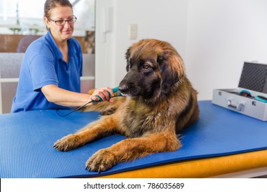 woman works at a Leonberger dog in an animal physiotherapy office