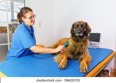 Woman Works At A Leonberger Dog In An Animal Physiotherapy Office