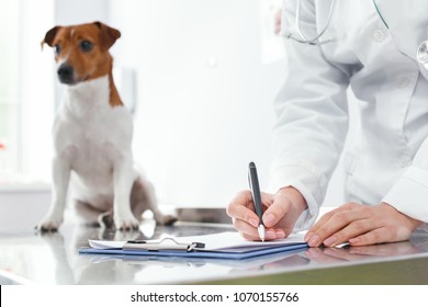 Woman Writes A Medical History Of The Little Dog. Veterinary Clinic Concept. Services Of A Doctor For Animals, Health And Treatment Of Pets