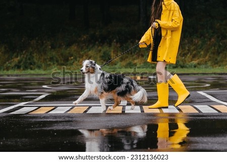 Woman in Yellow Raincoat and Yellow Rubber Boots Walking with her Dog. Australian Shepherd