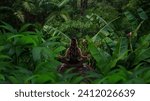 Woman in yoga position meditating in tropical jungle