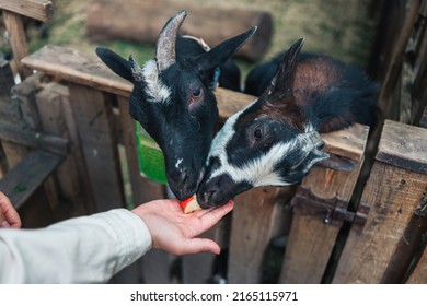 A woman at the zoo feeds goats. Help Animals