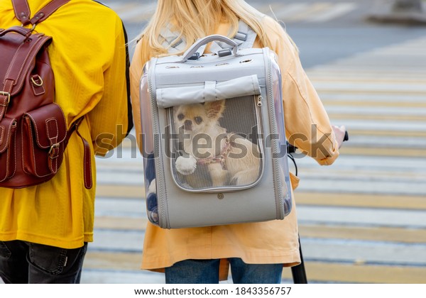 Woman-owner carries Chihuahua dog in\
carrier backpack with transparent windows. Carrying small\
pets