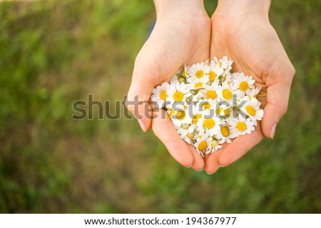 Woman's hand with a camomile on sunny summer day