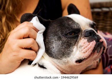 
Woman's hand cleaning her French bulldog puppy's ear