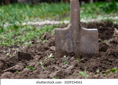 A woman's hand digs soil and soil with a shovel. Close-up, Concept of gardening, gardening.