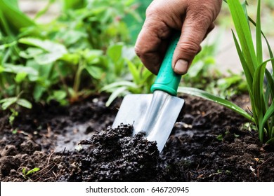 A woman's hand digs soil and soil with a shovel. Close-up, Concept of gardening, gardening.