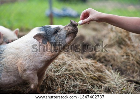 Woman's hand feeding female pet pig