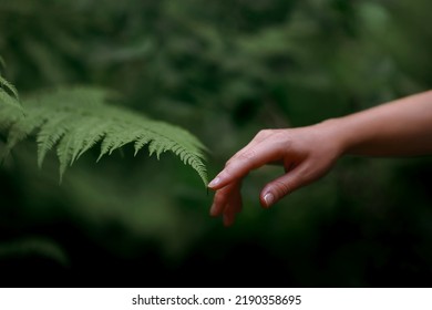 A woman's hand and a fern leaf. Man and nature