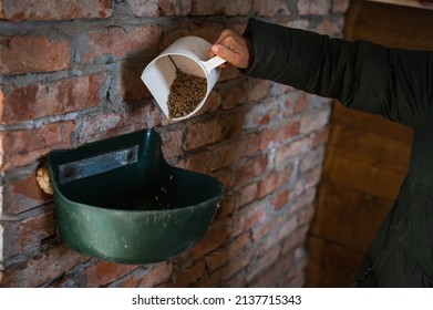 Woman's hand filling plastic feeder with raw oats for feeding horses in stable with brick walls - Powered by Shutterstock