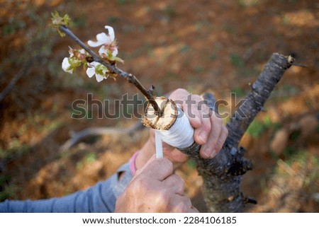 Woman's hand grafting a cherry branch onto a freshly cut tree.