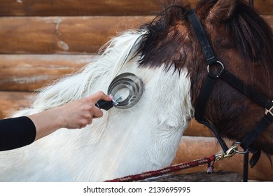 Woman's hand grooming white horse's neck after washing outdoors, animal love and care. Removing excessive winter coat which tends to loosen and shed in spring.  - Powered by Shutterstock