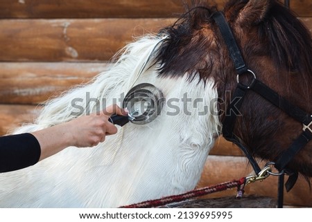 Woman's hand grooming white horse's neck after washing outdoors, animal love and care. Removing excessive winter coat which tends to loosen and shed in spring. 