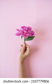 Woman's Hand Hold Pink Peony Flower Against Pink Wall Background. Aesthetic Minimalist Floral Composition