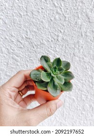 A woman's hand  is holding an Aeonium Lili Pad succulent with brown pot with white textured wall background