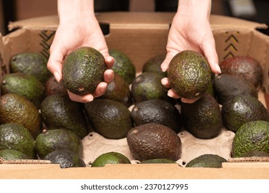 woman's hand holding an avocado - Shutterstock ID 2370127995