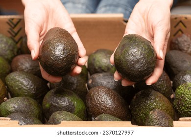 woman's hand holding an avocado - Shutterstock ID 2370127997