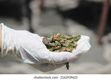 Woman's Hand Holding Bag Worms She Hand Picked From The Leyland Cypress Tree; Bagworms Picked From A Damaged Leyland Cypress Tree