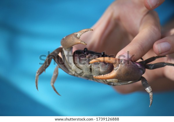 青の背景に青い陸生のカニを持つ女性の手 陸蟹は陸生の甲殻類である 陸カニは バハマ キューバ ジャマイカを含むカリブ海全土の主食である の写真素材 今すぐ編集
