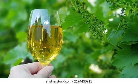 Woman's Hand Holding A Glass Of Wine In Front Of Green Leaves Of Grapevine