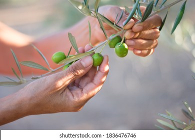 Woman's hand holding olive tree branch with green olives, close up view. Autumn harvesting in Mediterranean groves. - Powered by Shutterstock